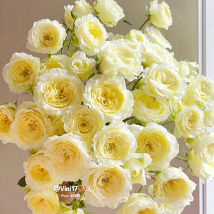 高等级 满2单升级顺丰 全场1单 送货上门 包邮 暖暖泡泡玫瑰