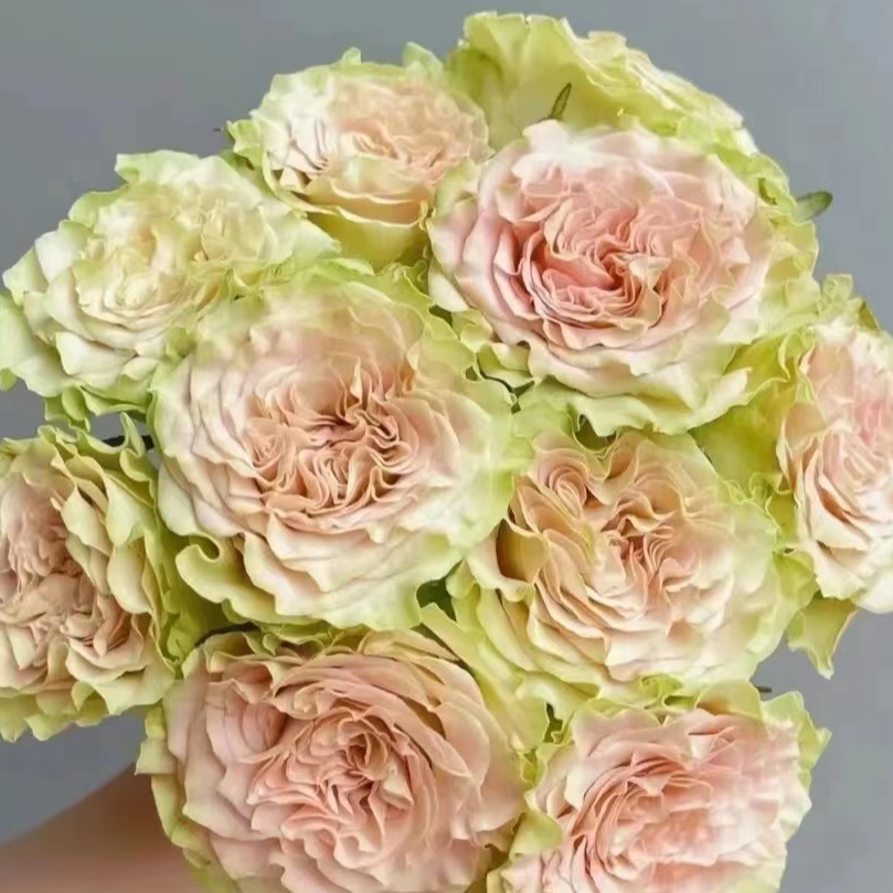 上官婉儿玫瑰-高等级/全场1单包邮送货上门/满2单升级顺丰包邮,鲜花速递/花卉仿真/绿植园艺,花材,淘宝优惠券,粉丝福利购,淘宝优惠卷