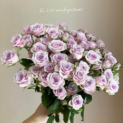 莱拉泡泡-高等级玫瑰/全场1单包邮送货上门/满2单升级顺丰包邮