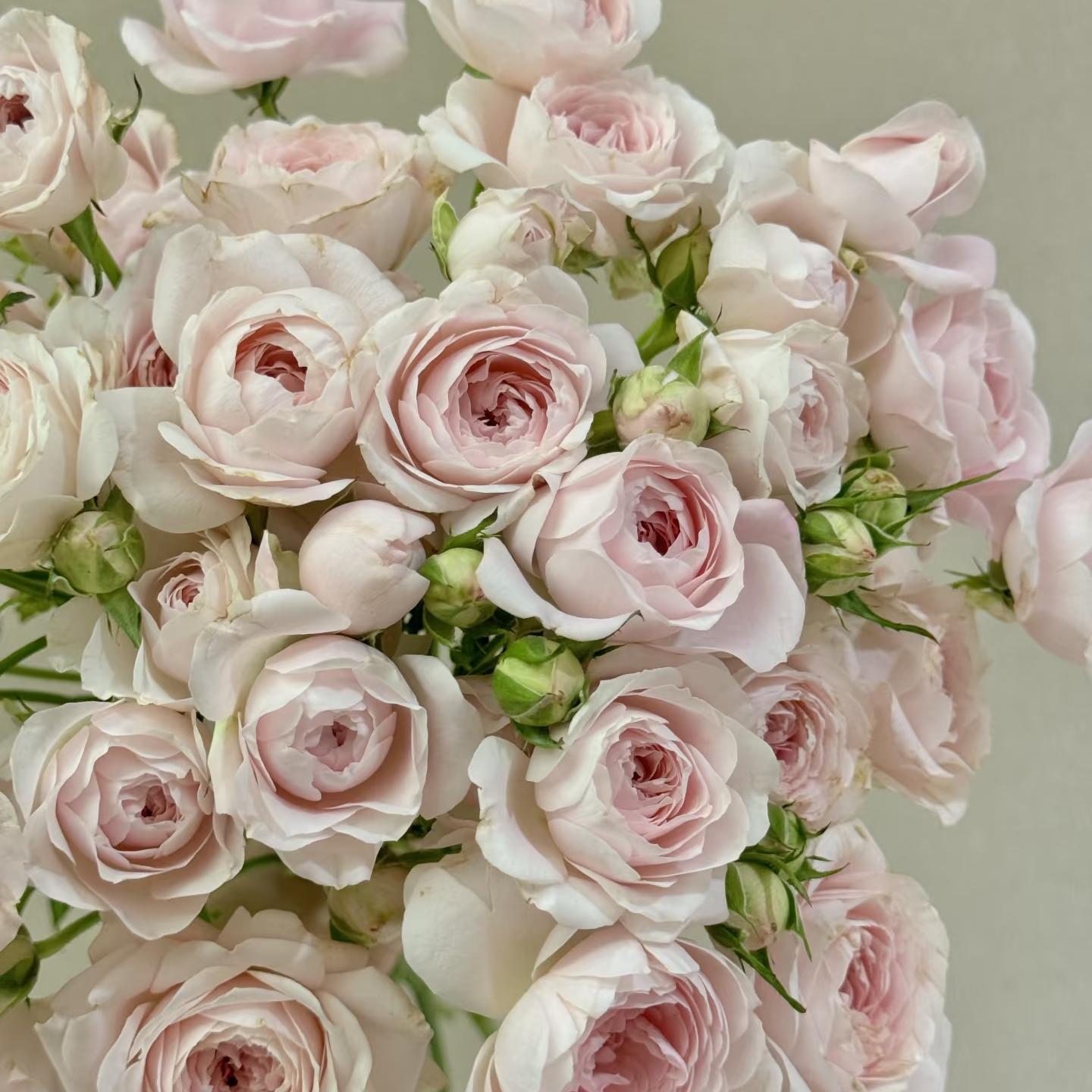 仙子之吻多头玫瑰-全场1单包邮送货上门/满2单升级顺丰包邮