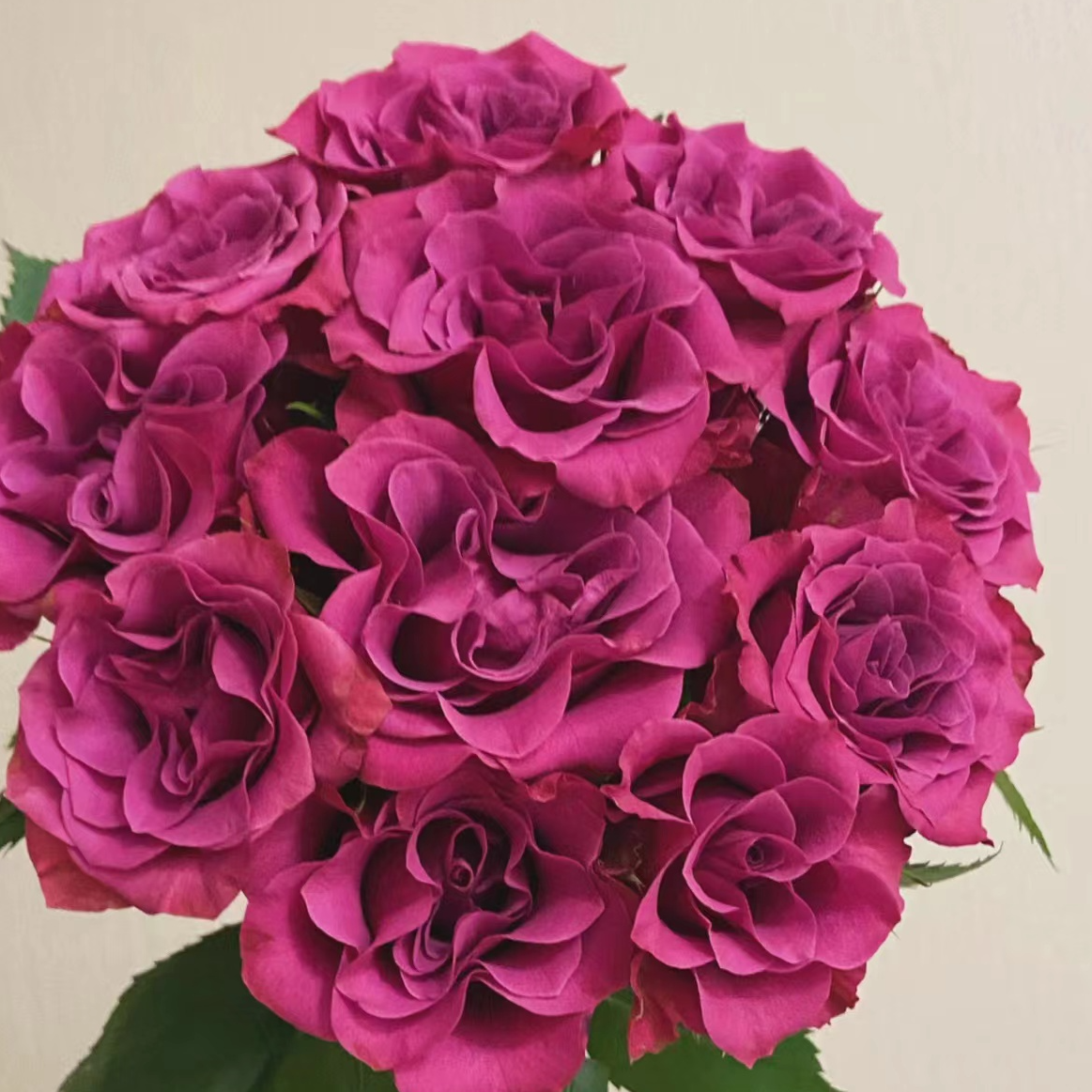 蓝莓玫瑰-高等级玫瑰/全场1单包邮送货上门/满2单升级顺丰包邮,鲜花速递/花卉仿真/绿植园艺,花材,淘宝优惠券,粉丝福利购,淘宝优惠卷