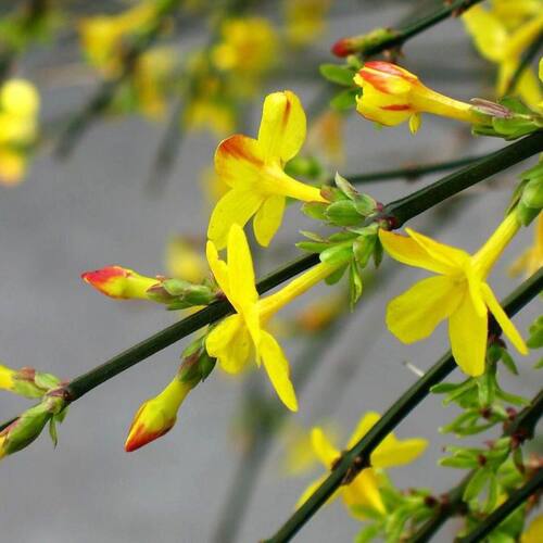 迎春花盆栽庭院攀援爬藤垂吊花卉报春花植物耐寒四季常青当年开花