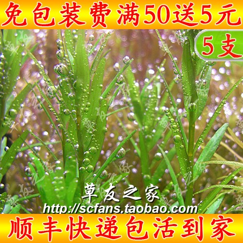 热带鱼缸入门真水草造景水下水中叶 正宗绿宫廷 中景后景活体植物