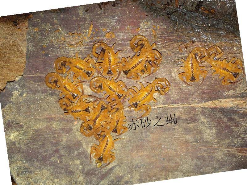 蝎子宠物以金黑粗金幽灵印度狼蝎黑朱脚北非双针限购品种多拍不发在类目 宠物/宠物食品及用品, 爬虫/鸣虫及其用品, 蝎类中 - 来自Buy2taobao.com提供专业的淘宝代购服务