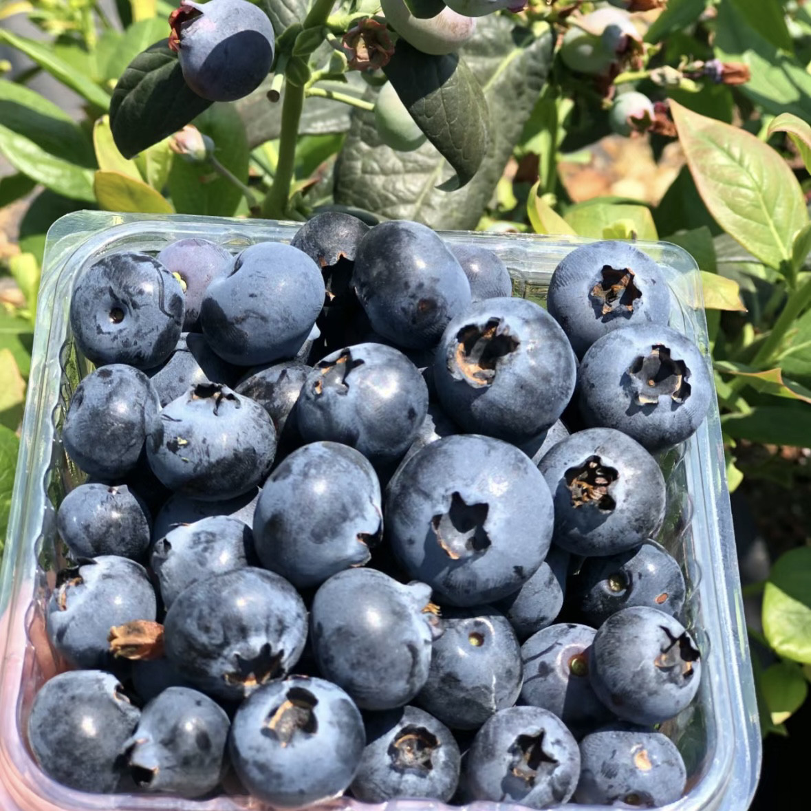 【云南星湖蓝莓】云南蓝莓优瑞卡新鲜脆甜当日采摘香甜自家果园
