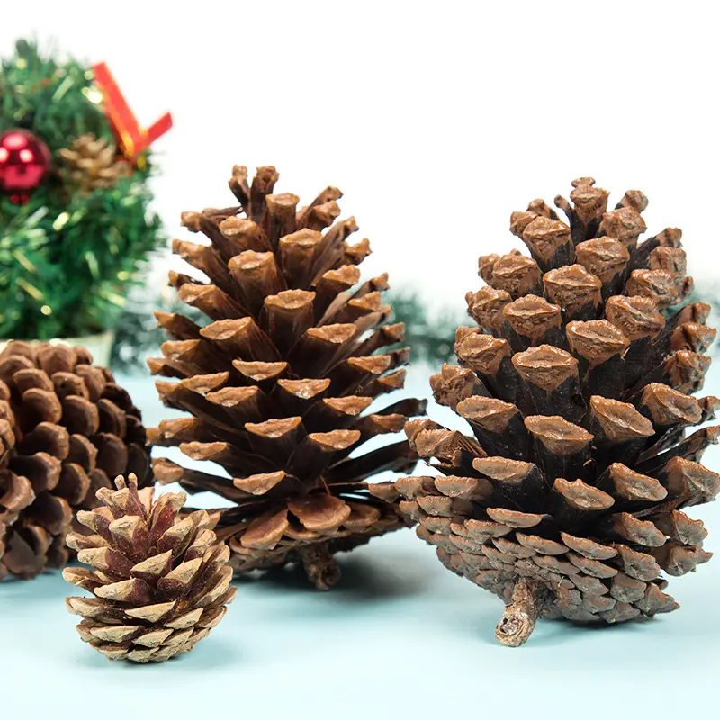 天然松果装饰幼儿园松塔少儿手工diy材料包环创原木树枝摆件吊饰