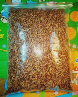 黄粉虫干面包虫干仓鼠零食金丝熊变色龙刺猬粮食画眉八哥食4千克