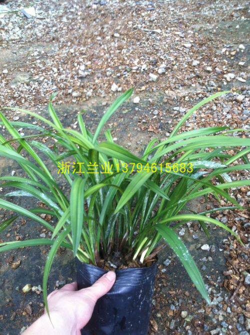 建兰/四季兰/金丝马尾/7元1苗/8苗起拍.家庭专用兰花苗