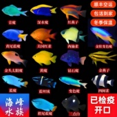 10年老店蓝魔青三点白黄金参黄肚蓝魔类合集海水鱼观赏鱼活体