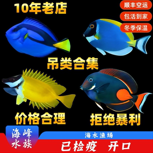 蓝吊鱼蓝吊海水鱼海鱼观赏鱼小丑鱼七彩大帆黄狐狸粉蓝吊类合集