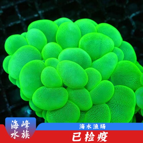 荧光绿气泡 海水鱼活体 观赏鱼 珊瑚缸 小丑鱼  海峰水族