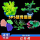 缸 SPS硬骨珊瑚瓦片类 海峰水族 珊瑚 小丑鱼 海水鱼活体 观赏鱼