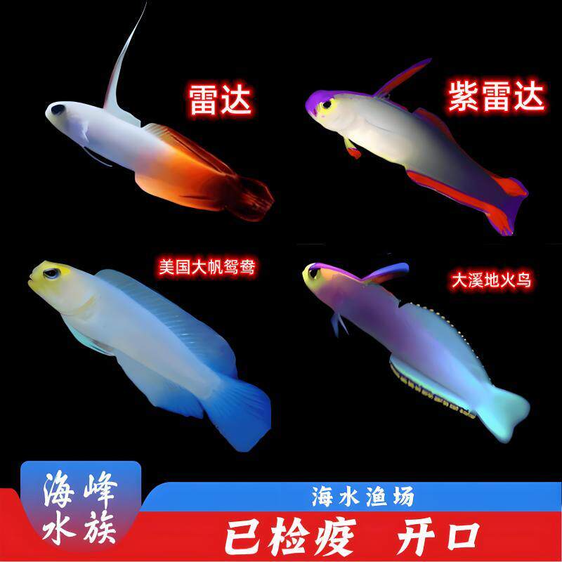 10年老店雷达紫雷达美国大帆鸳鸯虾虎火鸟海水鱼活体观赏鱼