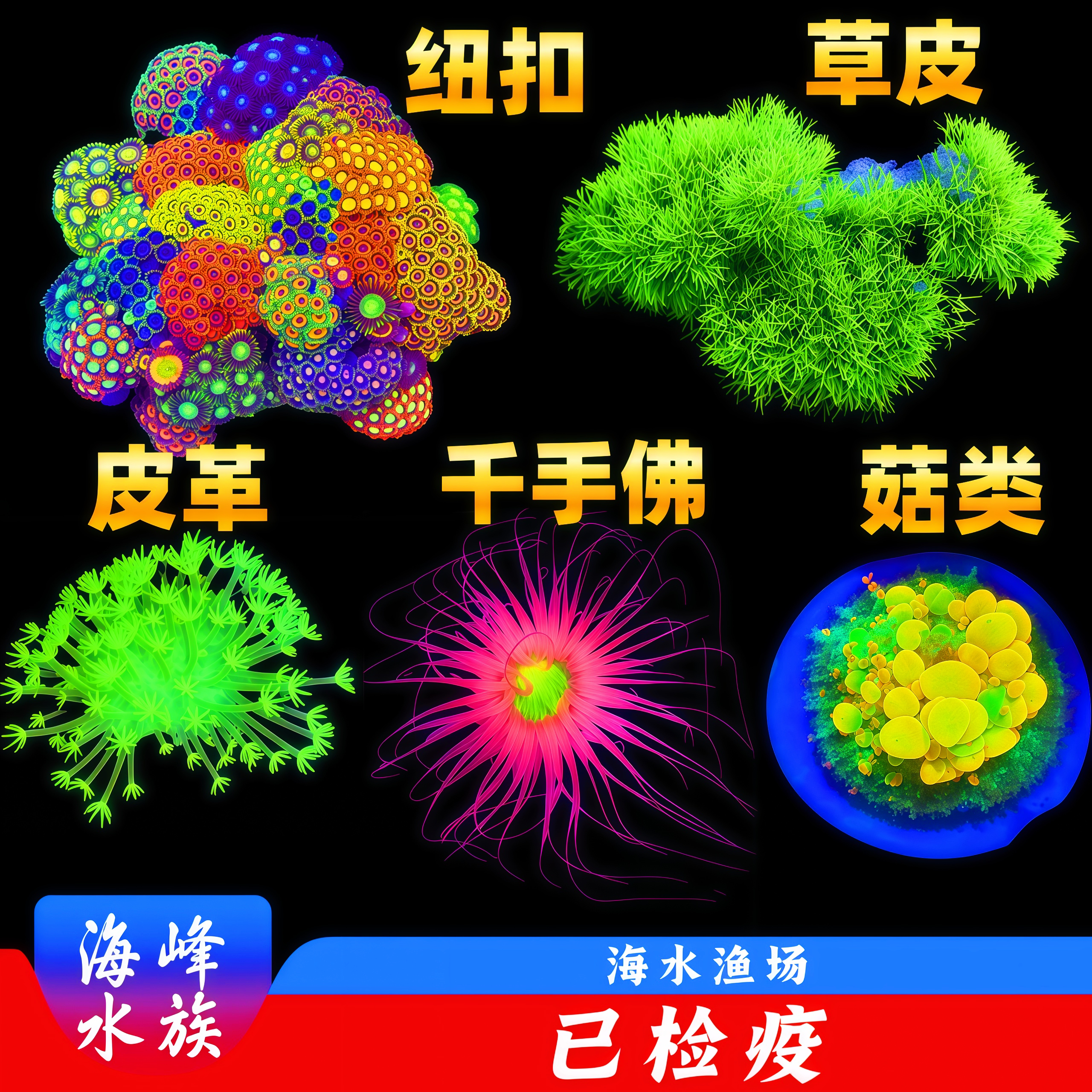 荧光绿草皮纽扣皮革泡泡菇类闪千手佛大手星花珊瑚活体海缸生物