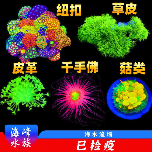 荧光绿草皮皮革菇美国OG珊瑚活体