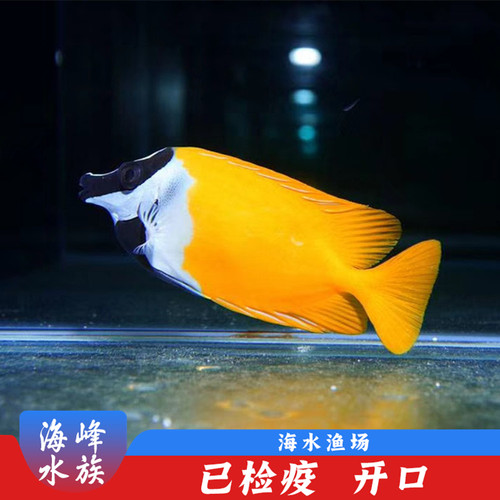 黄狐狸海水观赏鱼活体14年老店