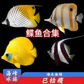 鲽鱼合集人字网虎纹蝶黄金三间火箭神像象黑白关刀海水观赏鱼活体