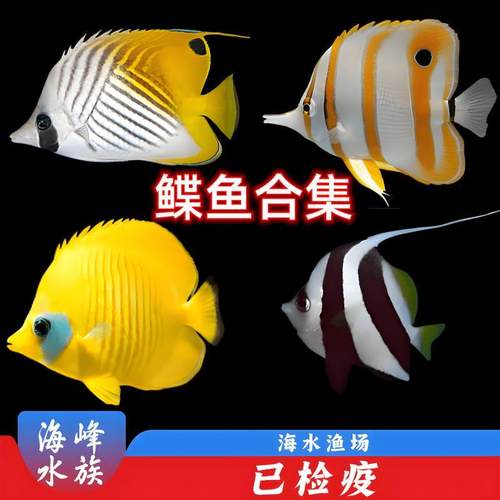 人字活体珊瑚海峰小丑鱼
