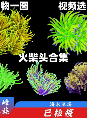 火柴头珊瑚火彩头珊瑚集合海水珊瑚缸活体生物