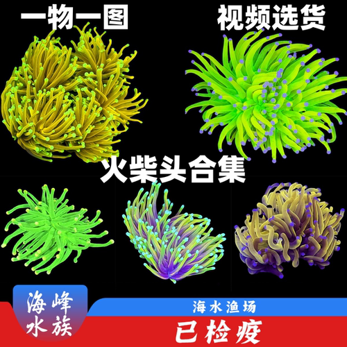 火柴头珊瑚火彩头珊瑚集合