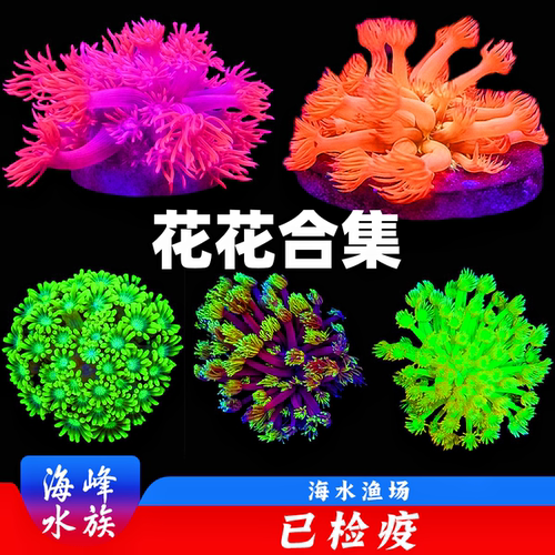 长须圆帽红宝石花茉莉花单包单苞