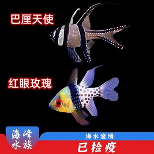 10年老店巴黎天使红眼玫瑰里厘泗水合集小丑鱼海水鱼活体观赏鱼