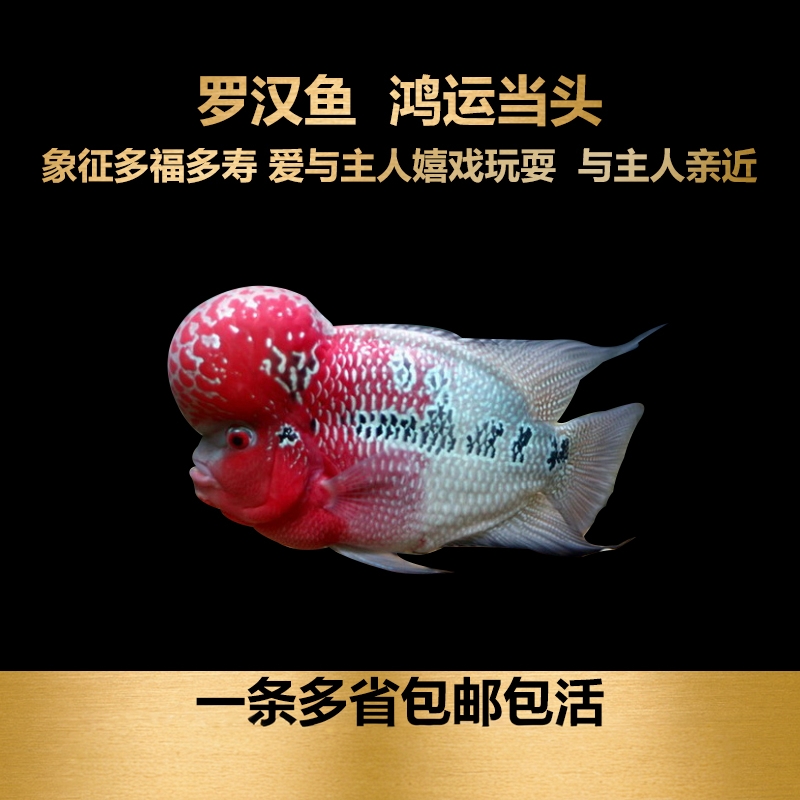 中大型小罗汉亚成起头包邮热带鱼