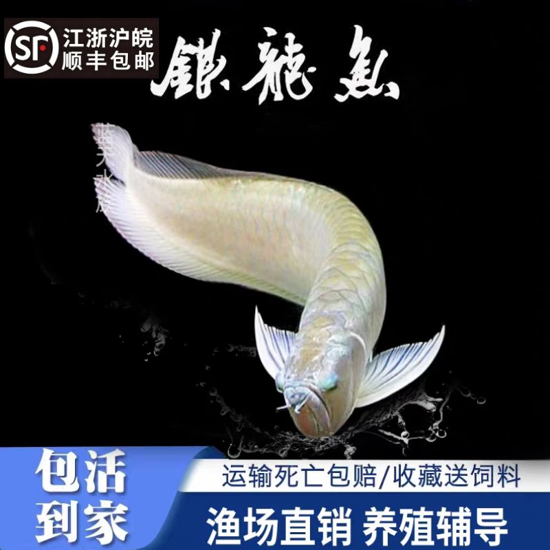 银龙鱼活鱼观赏鱼龙鱼热带鱼黄化鱼红龙鱼龙鱼活体淡水鱼龙鱼配鱼