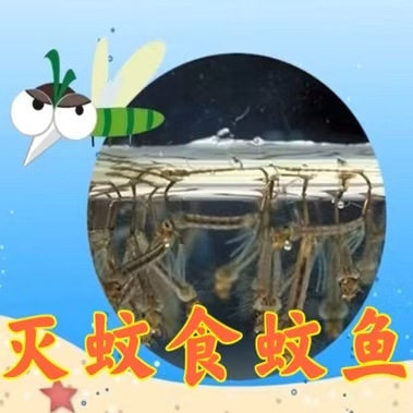 灭蚊吃蚊子孑孓大肚鱼食蚊鱼桂花