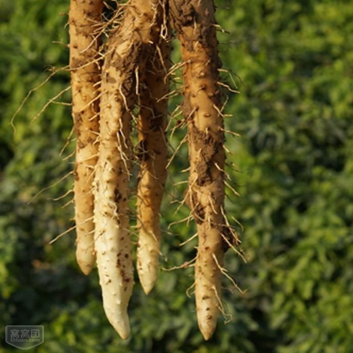 2025新挖焦作垆土铁棍山药新鲜河南怀淮山药正宗温县怀山药包邮