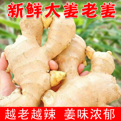 新鲜生姜大肉姜大黄姜现挖老姜月子食用姜母土姜沙姜农家自种
