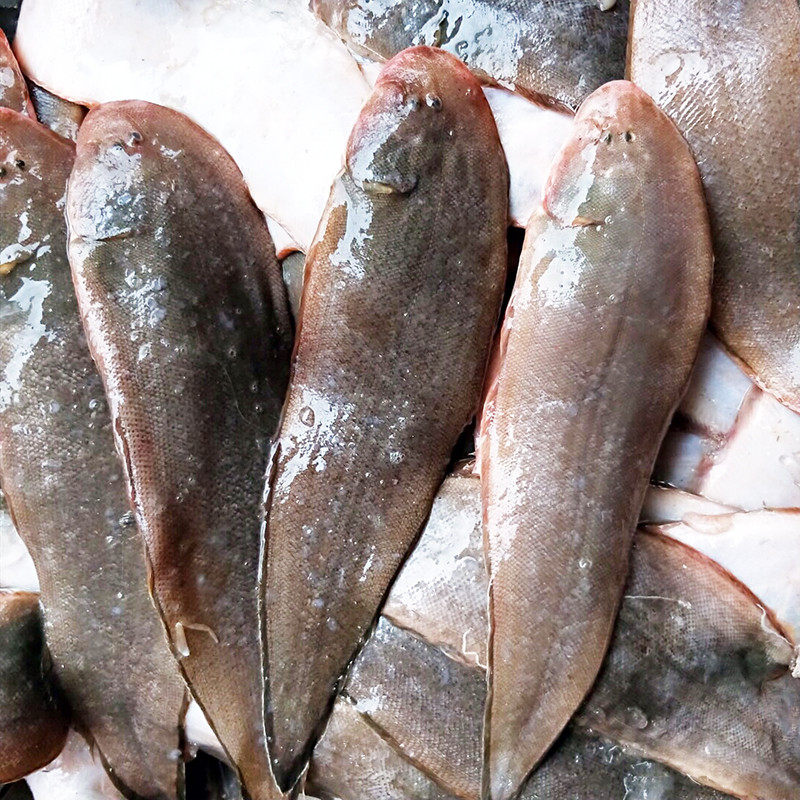 舟山海鲜东海龙利鱼 渔船现捕新鲜玉鳎 舌头鱼舌鳎1斤3-4条