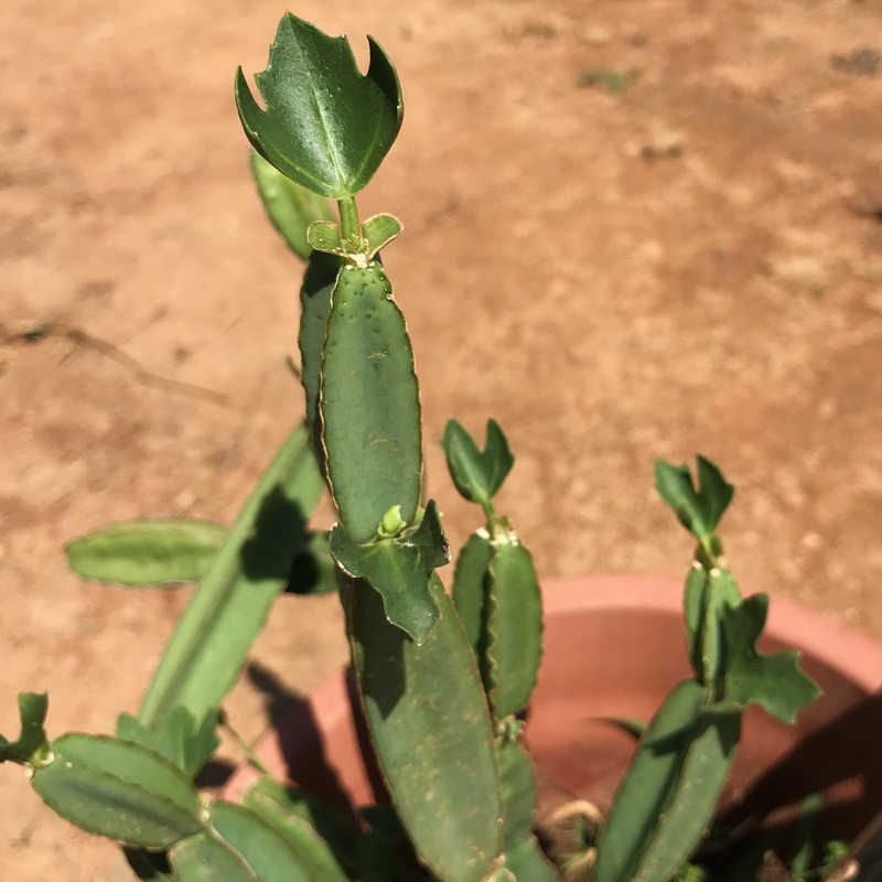 爬藤多肉植物藤本多肉植物附生