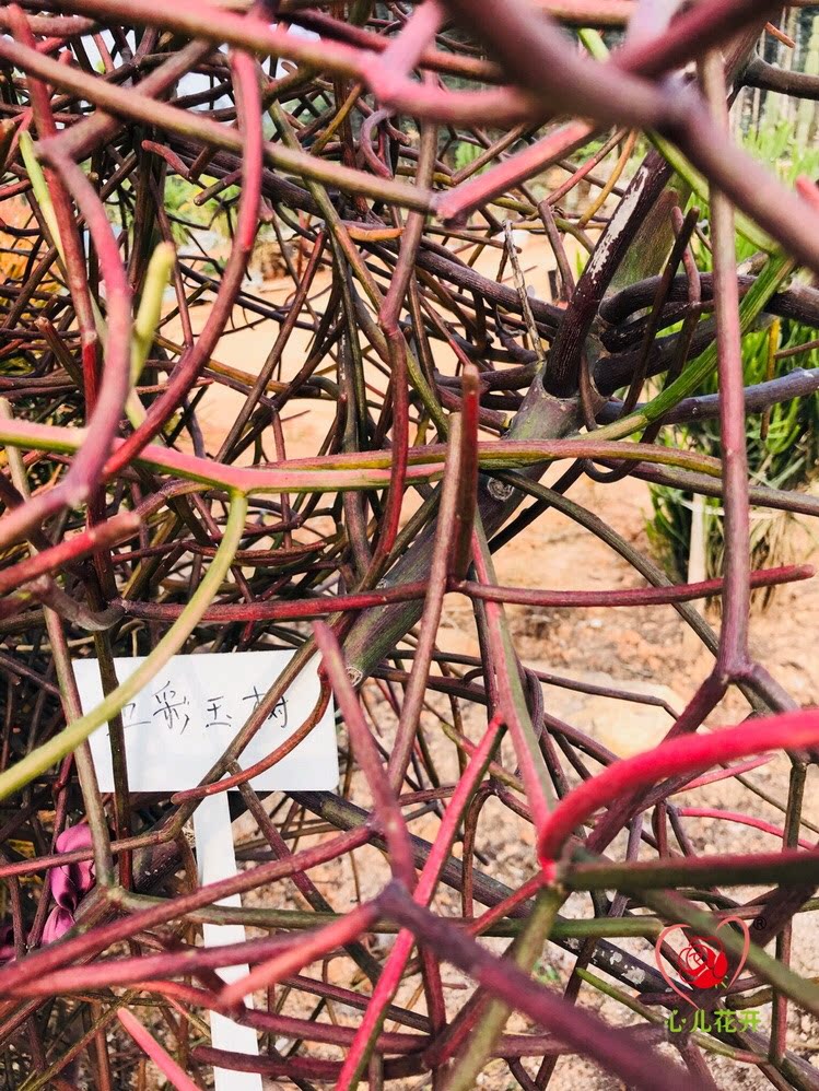 心儿花开园艺场 五彩珊瑚 光棍树锦变异品种 大戟科多肉植物