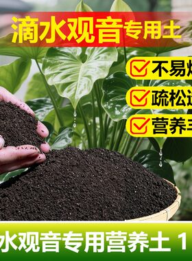 滴水观音专用土料绿植物营养土旺长旺盛发芽爆盆茂密长新种植家用