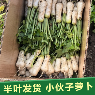 (半叶)现拔青年萝卜腌制泡菜小伙子萝卜带叶5斤童子萝卜刀把萝