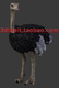 fbx 犀牛rhino c4d 鸵鸟模型 obj适用于3dMax C4D Maya sketchup