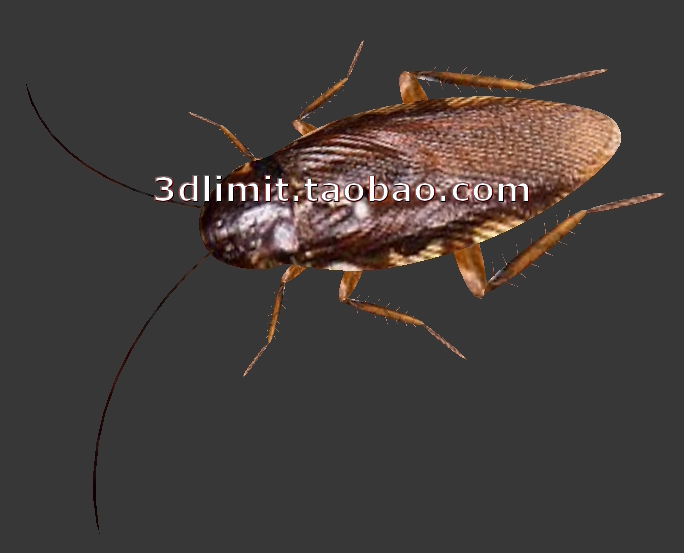 蟑螂模型obj格式带贴图适用于3dmax c4d 犀牛rhino maya sketchup
