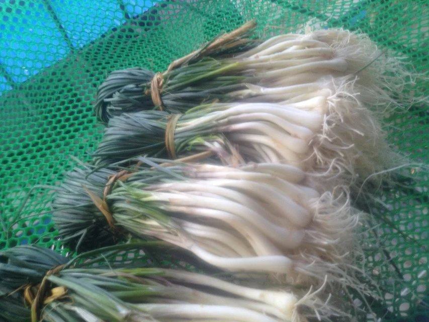 荞子 荞藠 原生态农家蔬菜荞头