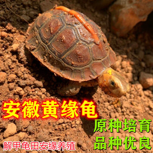 纯种原种安徽黄缘龟闭壳龟