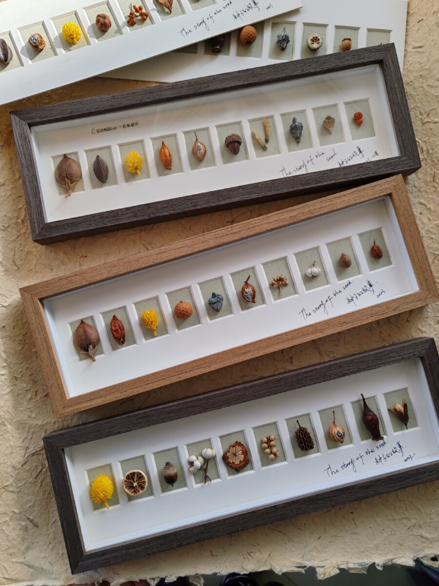 植物标本相框天然种子标本自然科普沙龙手作材料包生日礼物
