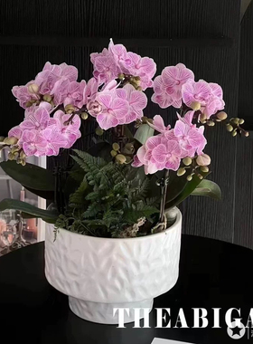 大口径陶瓷花盆 蝴蝶兰小盆栽组盆红色婚庆用万年青套盆宽口浅盆