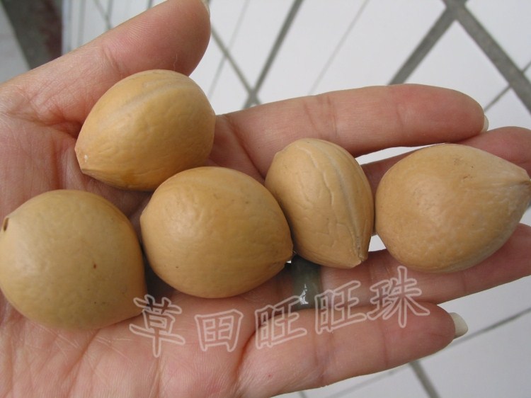 diy原籽菩提心佛心散珠菩提籽种