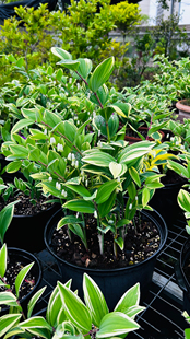 花叶玉竹 耐寒耐阴多年生阴生花园植物