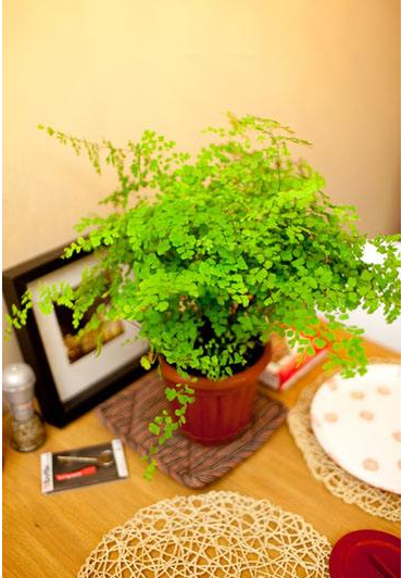 铁线蕨室内植物净化空气盆栽水培小绿植吸甲醛花草铁线草绿植花卉在类目 鲜花速递/花卉仿真/绿植园艺, 花卉/绿植盆栽（新）, 绿植中 - 来自Buy2taobao.com提供专业的淘宝代购服务