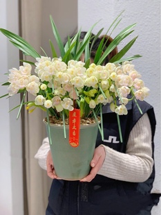 10个花剑特级(白玉香兰)盆栽浓香型兰花白雪公主香兰室内多年生