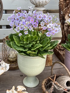 四季樱草 彩云报春 盆栽花期长爆花阳台庭院植物