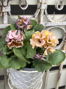 包邮 直播间皱边大花角堇一物一拍来选哦 两盆