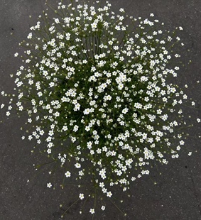点地梅‘星尘’盆栽 迷你植物阳台耐寒丰花仙气山野趣味花卉