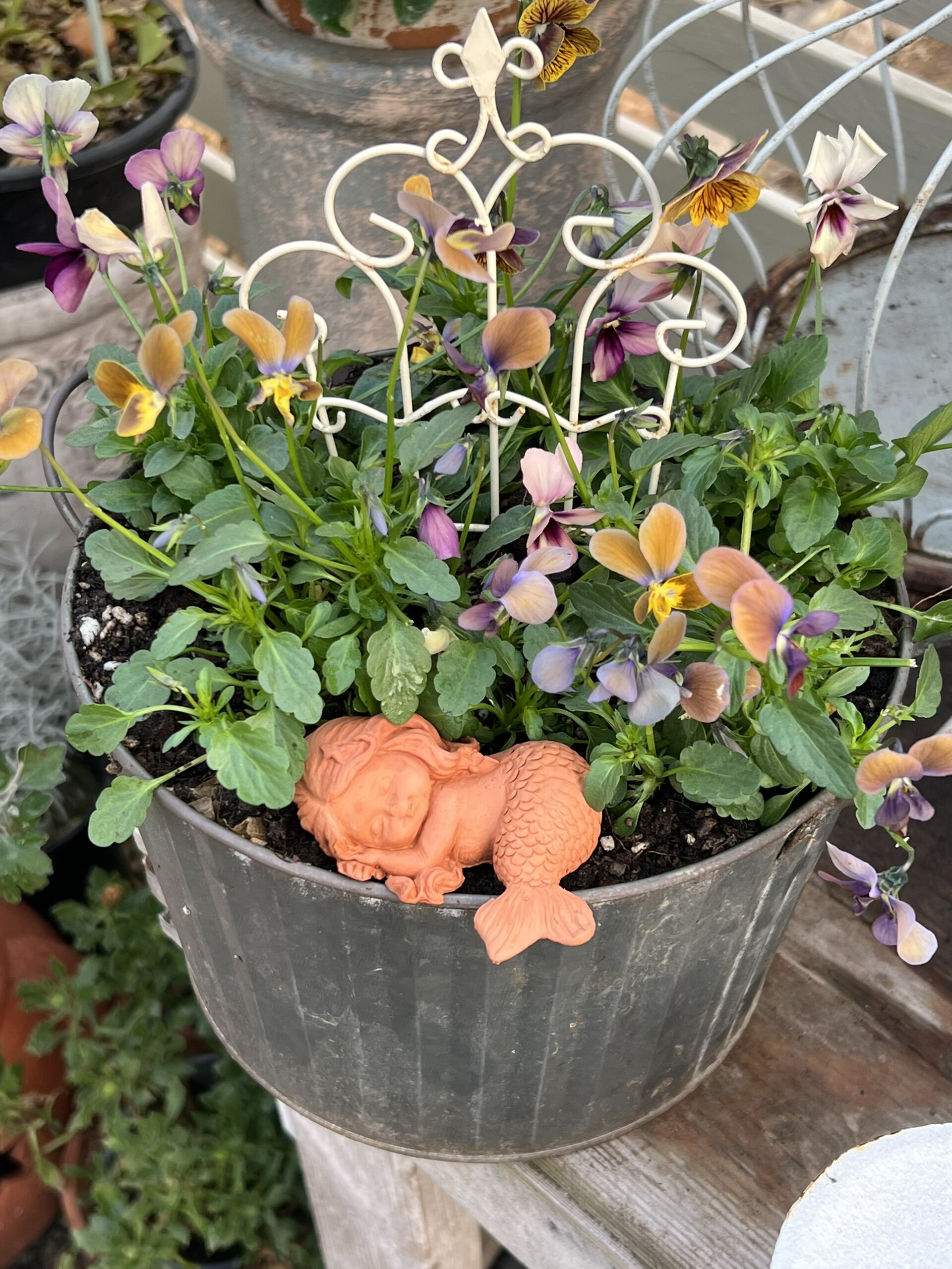 满50包邮进口小兔子角堇盆栽花期长露天耐寒地栽盆栽带花发货,鲜花速递/花卉仿真/绿植园艺,时令草本花卉,淘宝优惠券,粉丝福利购,淘宝优惠卷